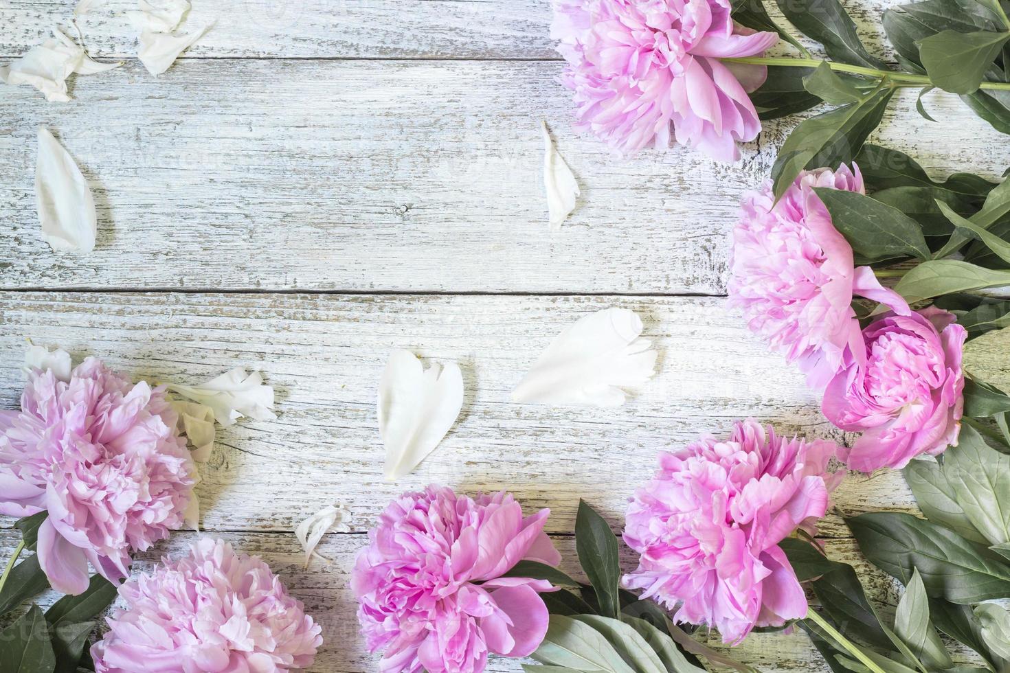 Closeup of beautiful pink Peonie flowers with petals on white wooden background. Flat lay photo