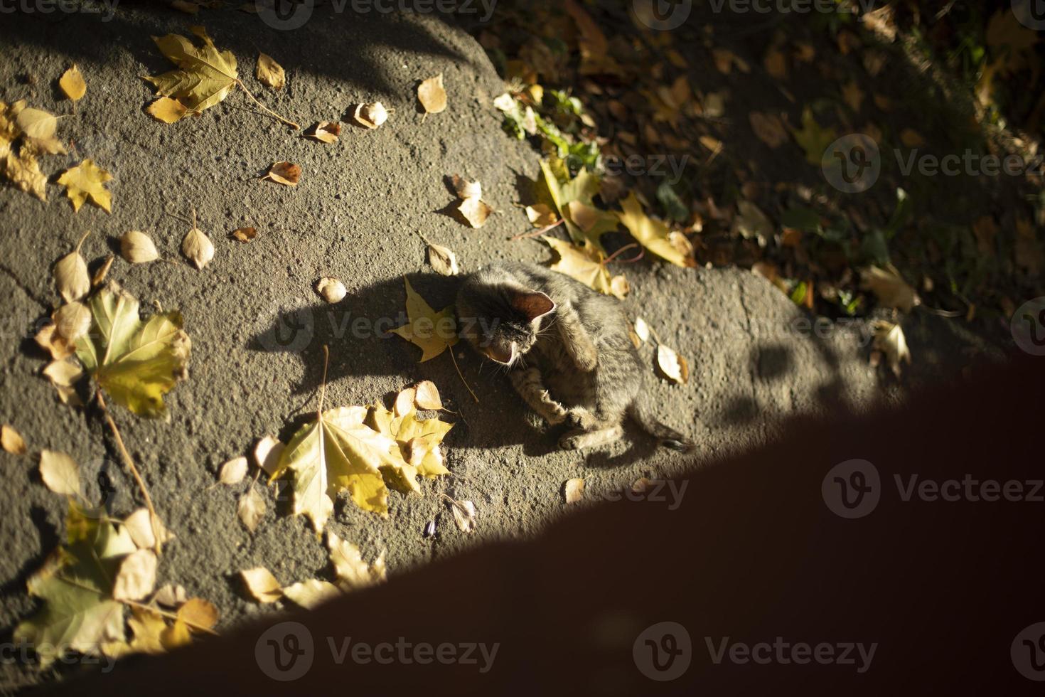 Kitten in the fall. Cute pet frolics in the yard. The cat was lost. photo