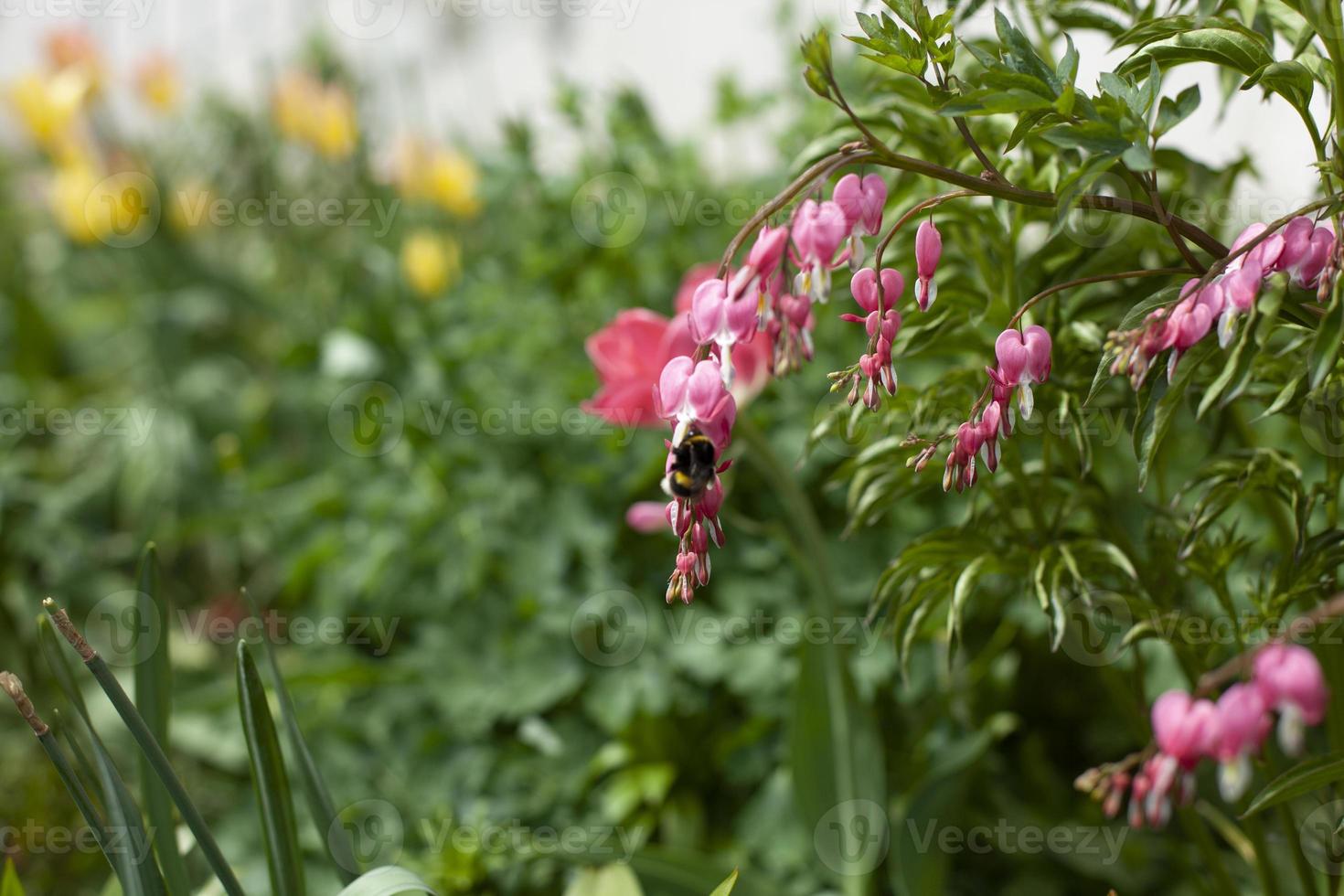 Flowers in the flowerbed. Garden plant. photo