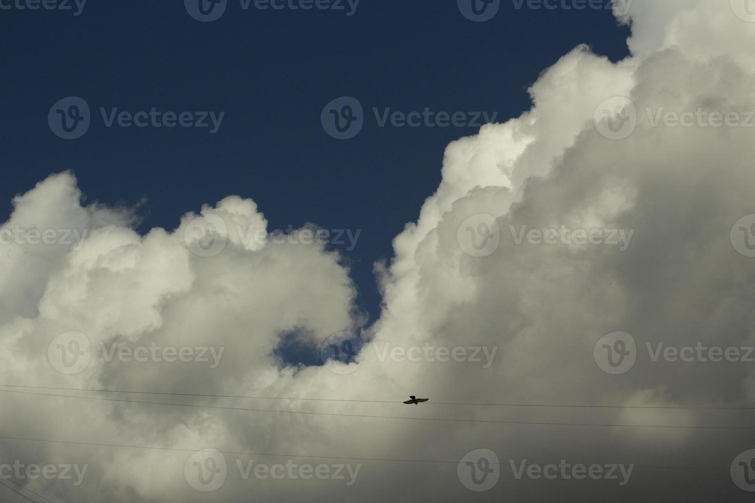 un pájaro en el cielo. el cuervo vuela entre las nubes. foto