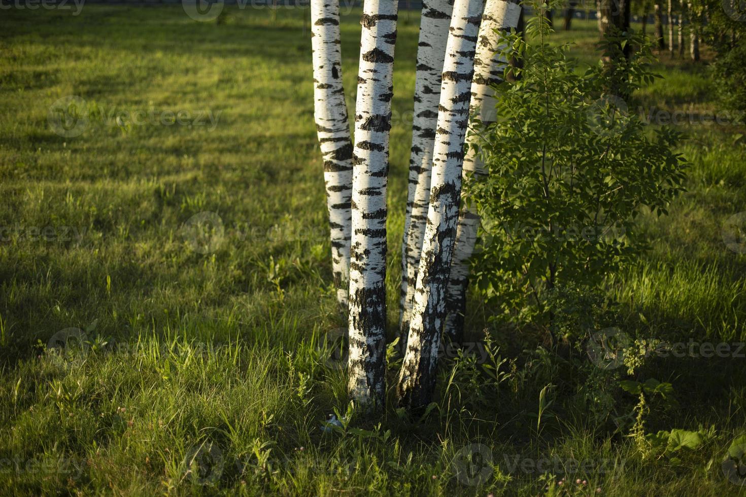 Birches in park. Trees and green grass. Details of nature. photo