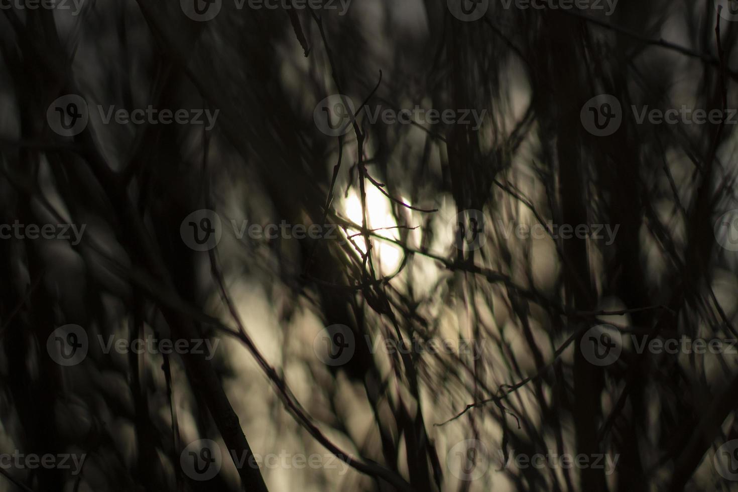 The sun through the branches of the plant. Background with plants. photo