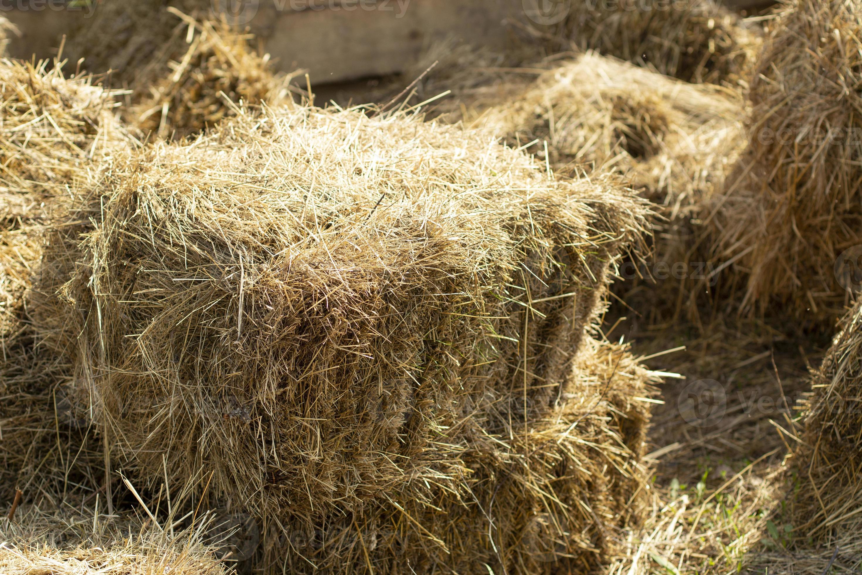 Hay for cows. Dry grass in briquettes. Farm details. 11347436 Stock
