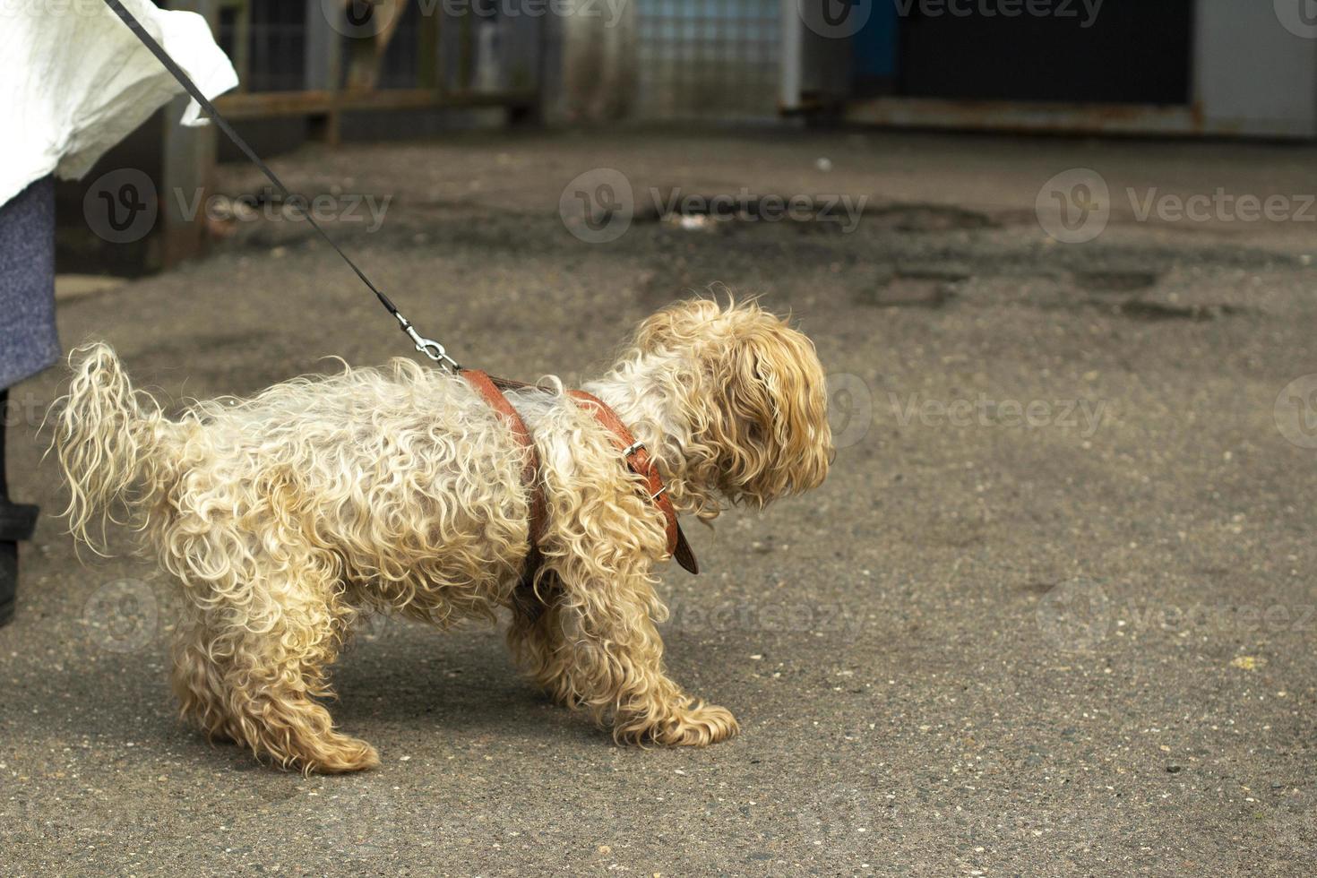 A small breed dog on a leash. An animal on a walk. photo