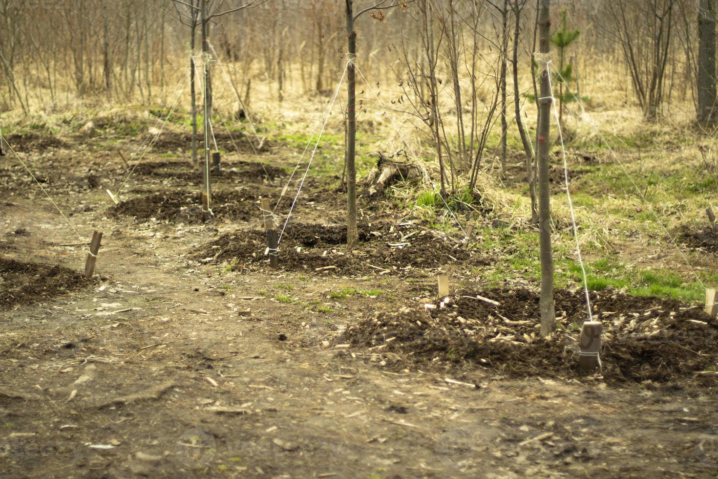 Planting trees. Planting of wood in Russia. Seedlings in the ground. photo