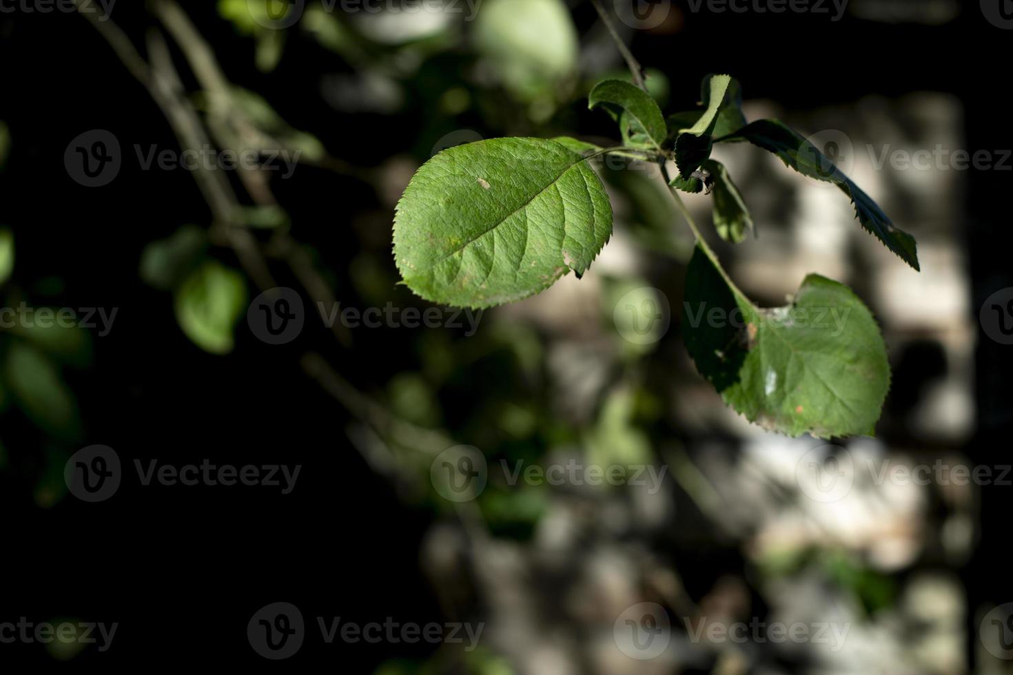 Green leaves on a tree branch close-up. Sunny day in nature, bright light. Summer in Russia photo