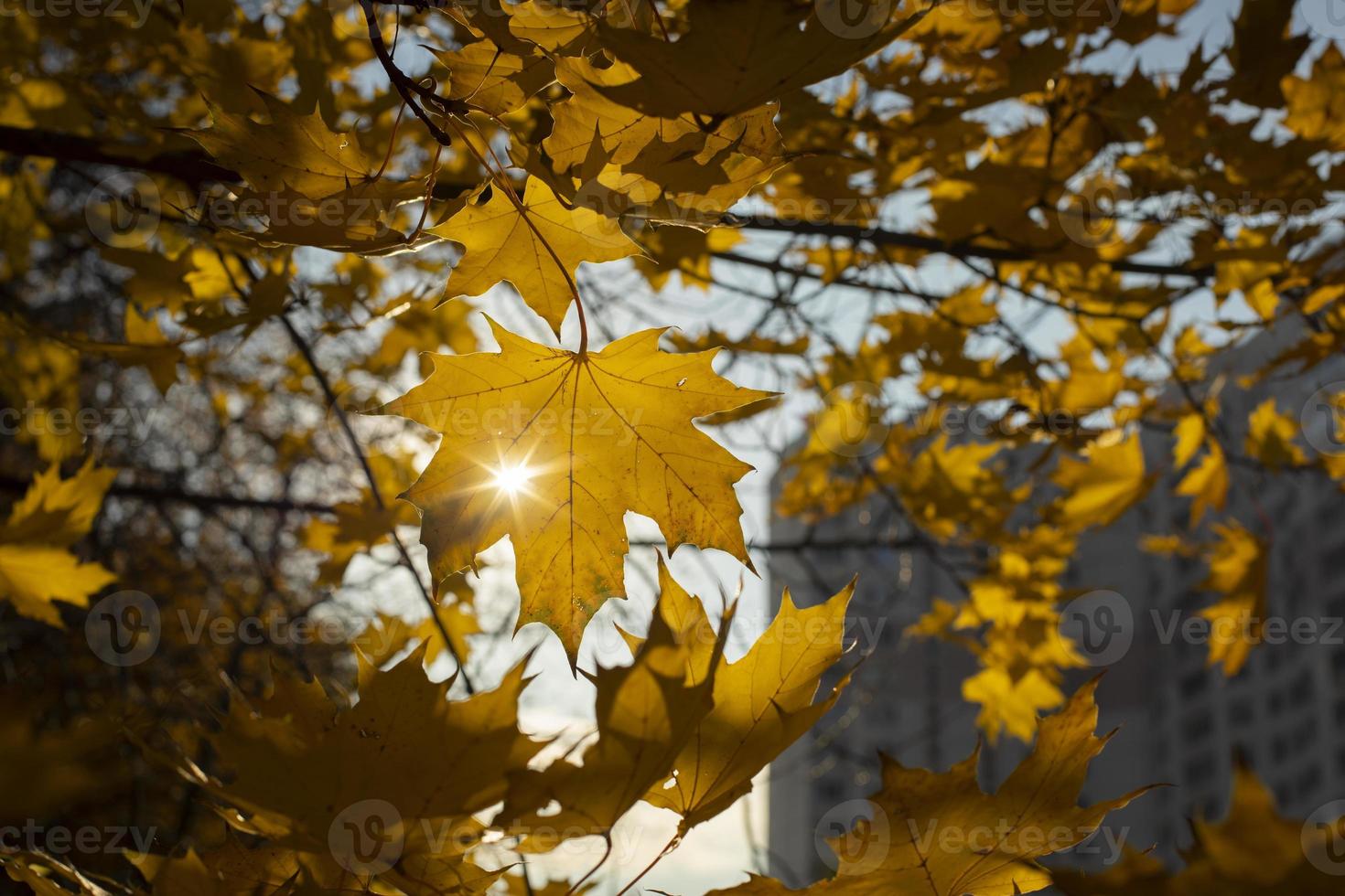 The sun shines through the maple fox. Autumn colors. Maple leaves turned yellow. photo