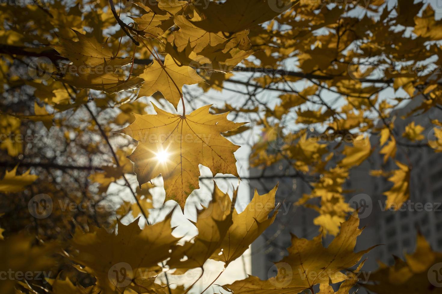 The sun shines through the maple fox. Autumn colors. Maple leaves turned yellow. photo