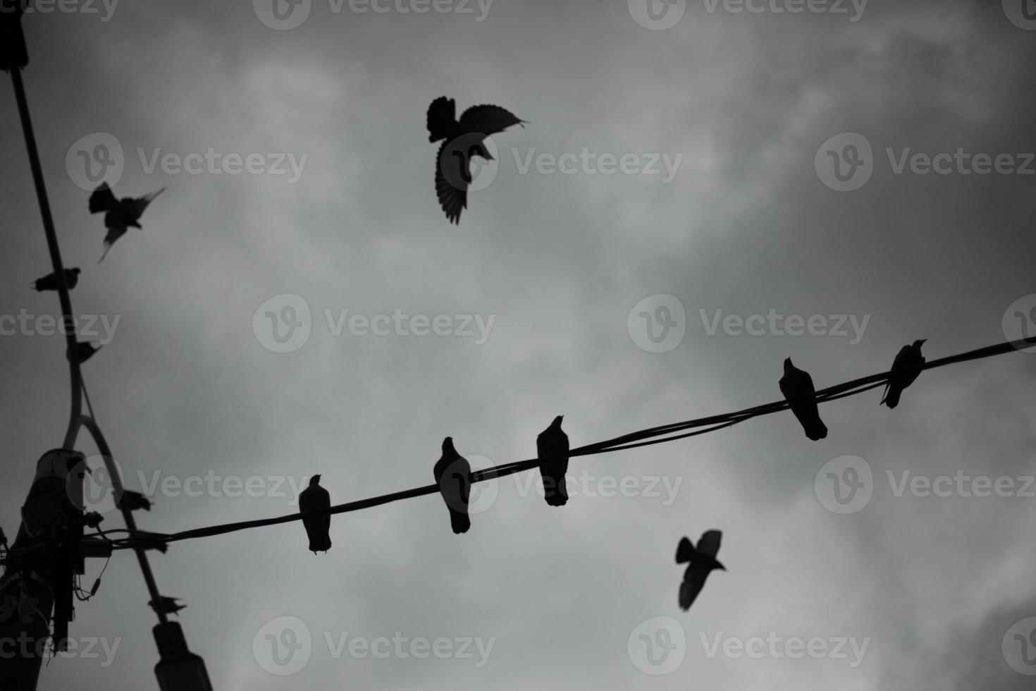 Pigeons on wires. A gray day with birds. A lot of urban birds against the background of clouds. photo