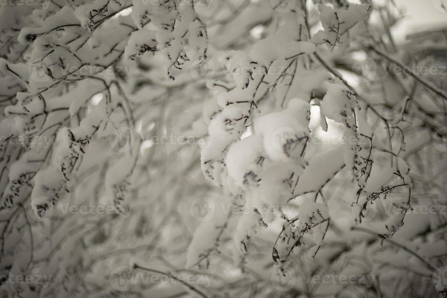 Snow on branches of tree. Nature after snowfall. Details of winter. photo