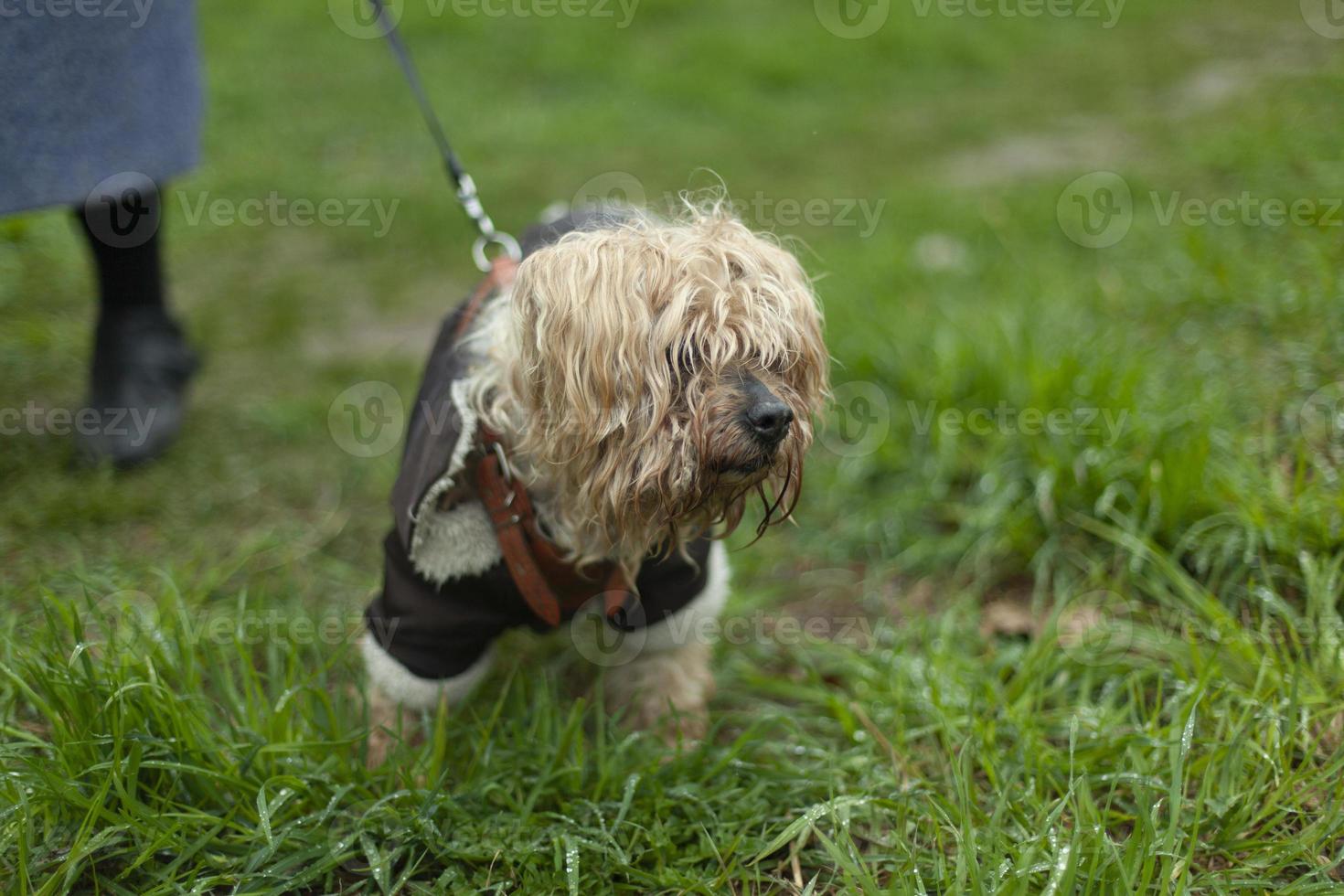 A dog on a leash walks on the grass. Pet dog of a small breed. An old dog on the street. photo