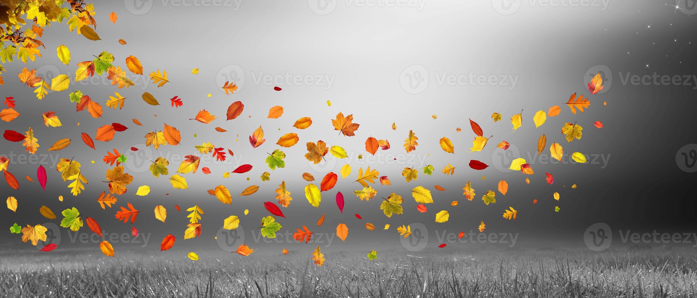 Colorful bright leaves falling in autumnal park. photo