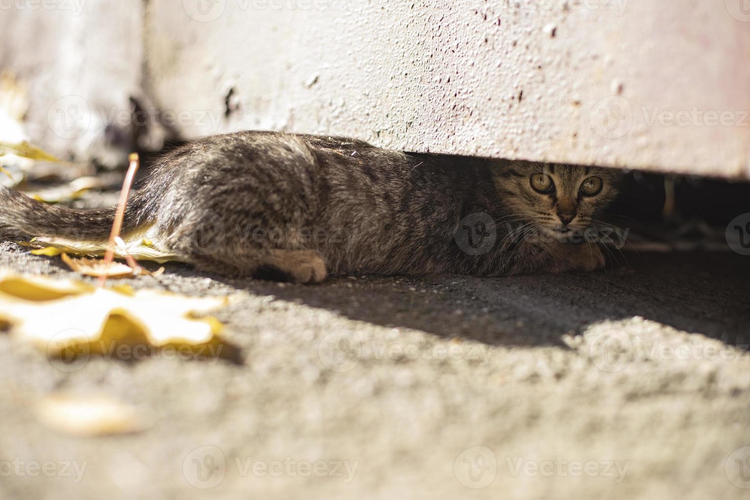 The kitten hides in the basement. A stray kitten on the street. photo