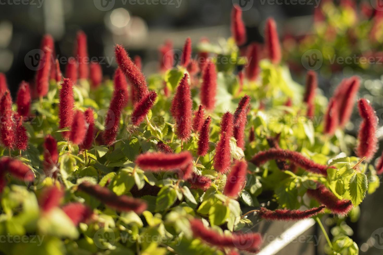 Red plant. Soft herbs. Flowers from the pot. photo