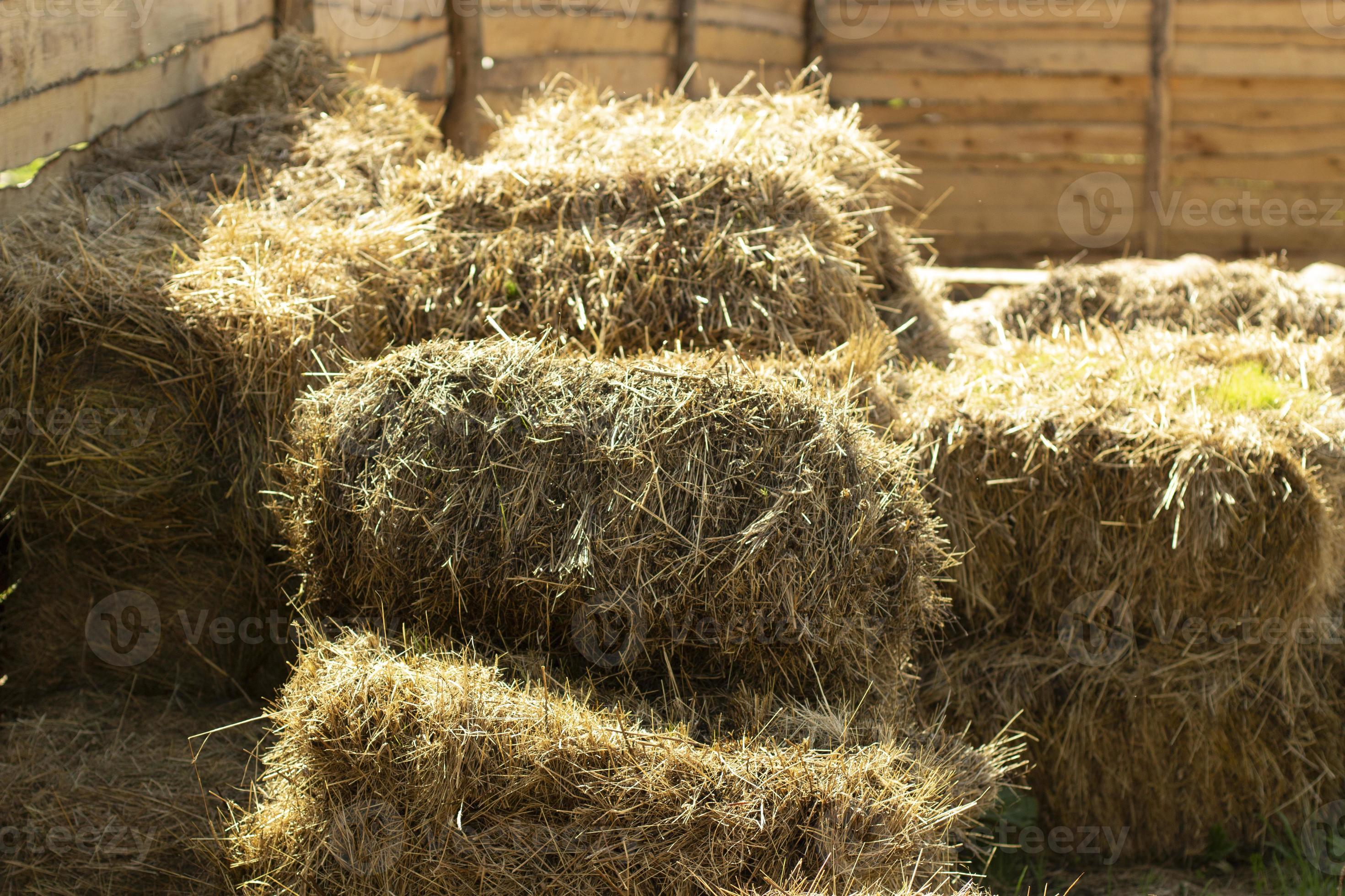 Hay for cows. Dry grass in briquettes. Farm details. 11347997 Stock