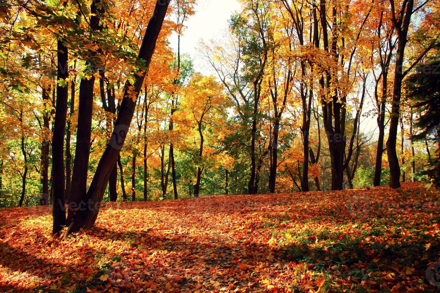 Colorful bright leaves falling in autumnal park. photo