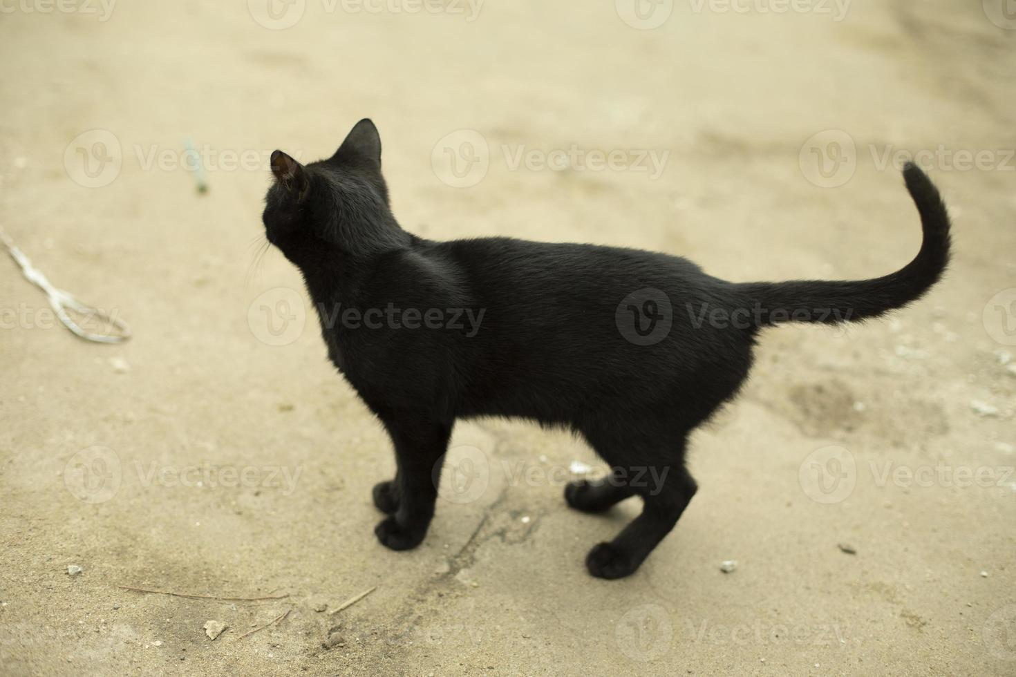 un gato negro en la calle. un gato callejero en el pavimento. foto