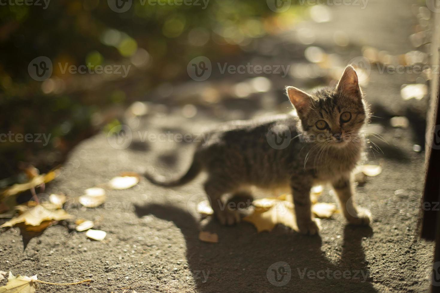 gatito en el otoño. linda mascota se divierte en el patio. el gato se perdió. foto