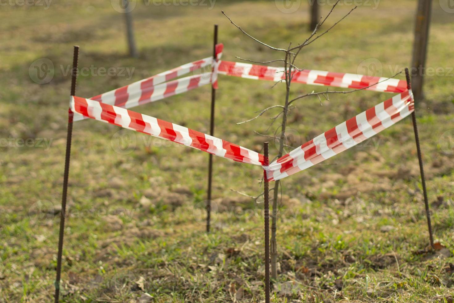 The seedling is fenced with tape. Planting a tree in the ground. photo