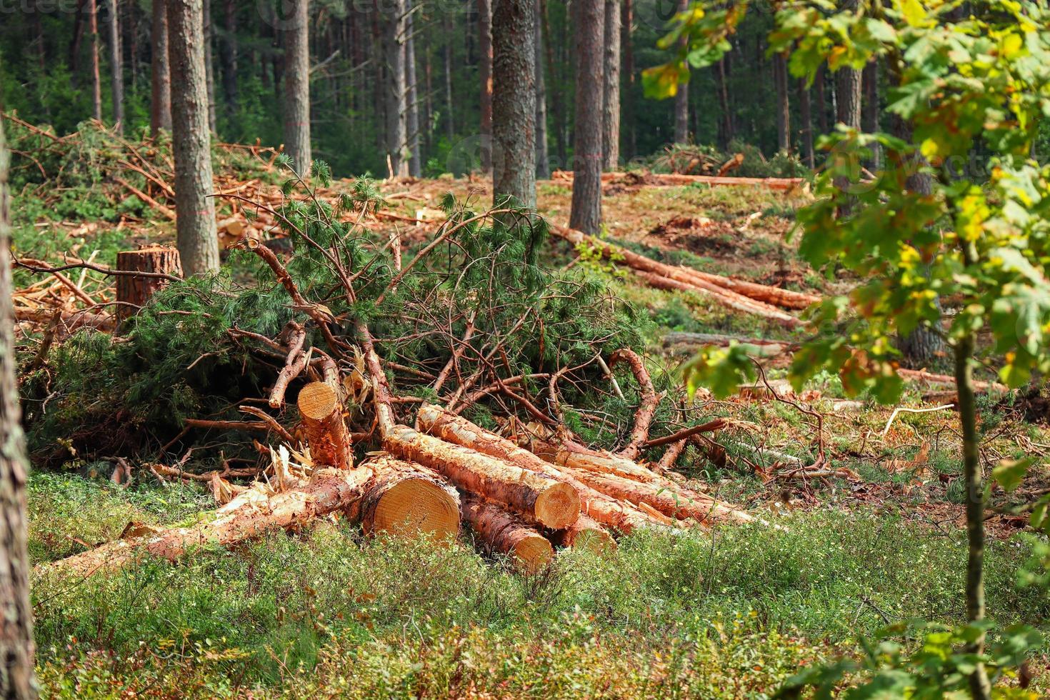 Cut tree logs on the ground forest greenery and tres on background photo