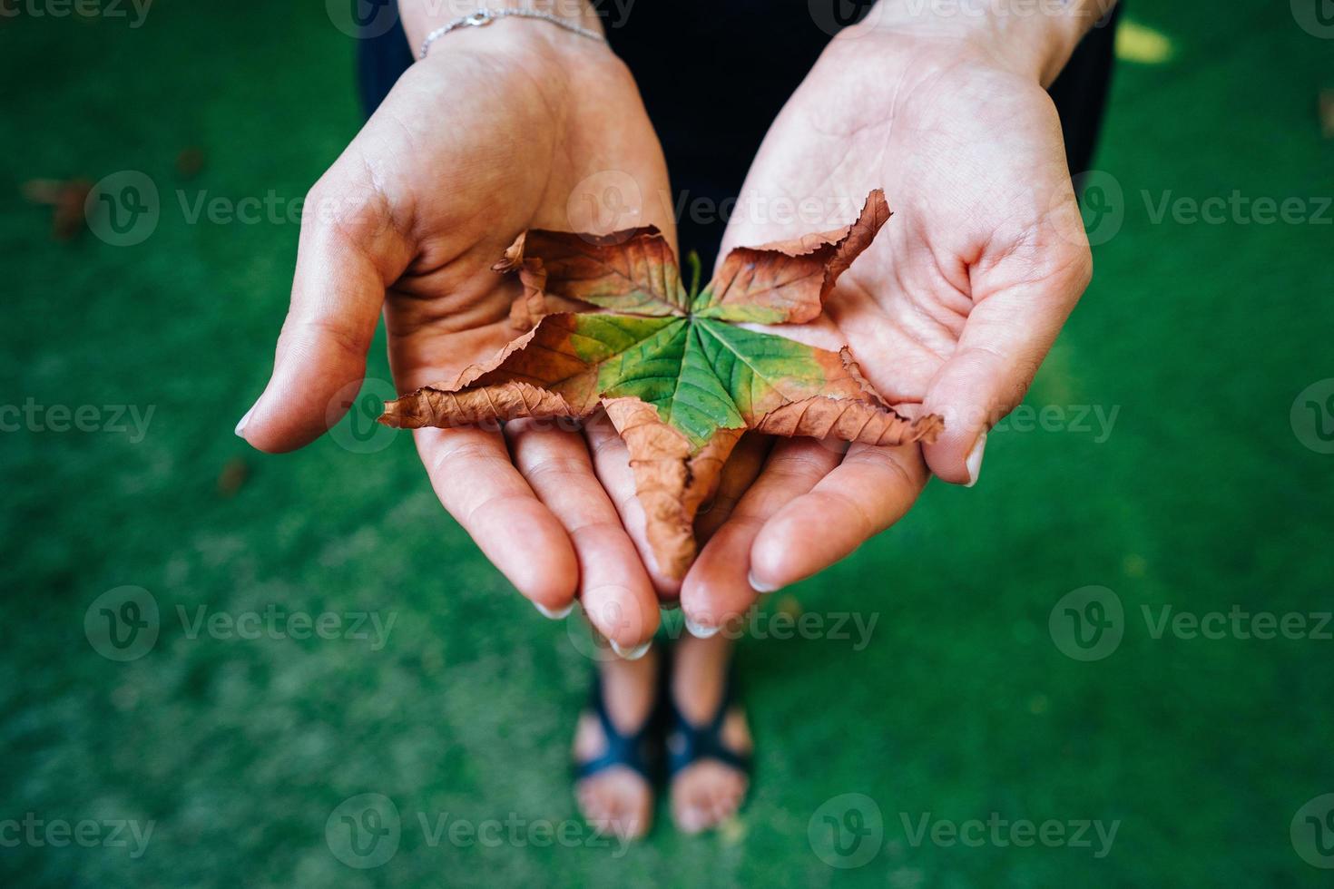 Yellow autumn leaves in the palm of a girl. photo