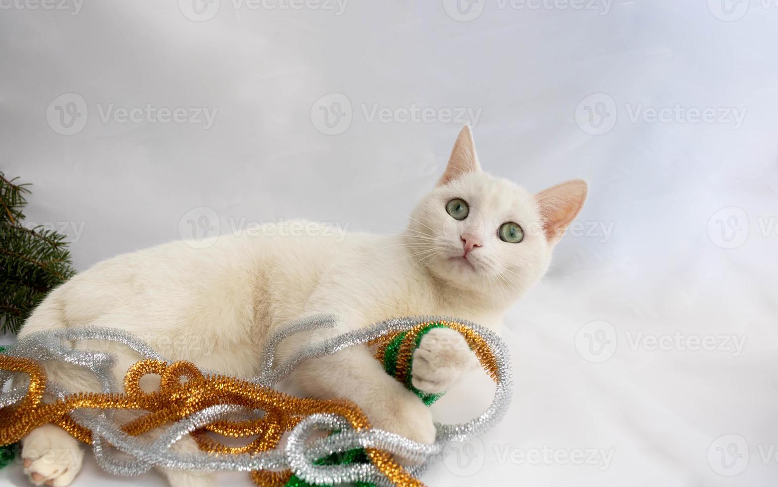 A white cat lies on a white background next to a festive tinsel photo