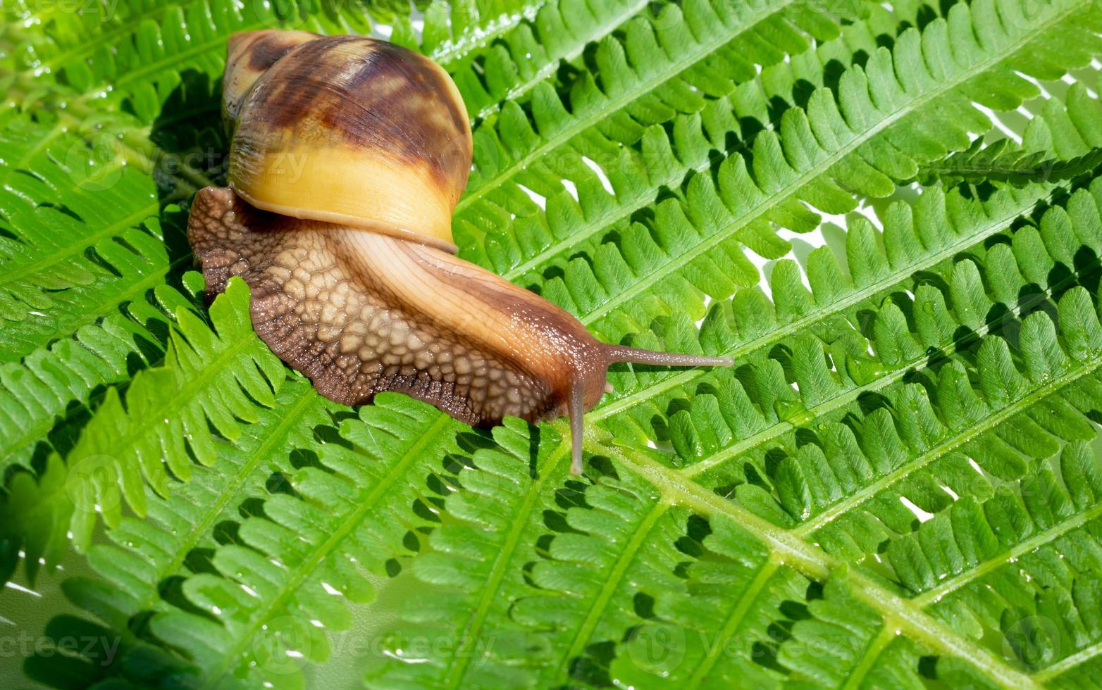 achatina fulica, un caracol gigante que se arrastra sobre una hoja de helecho verde foto