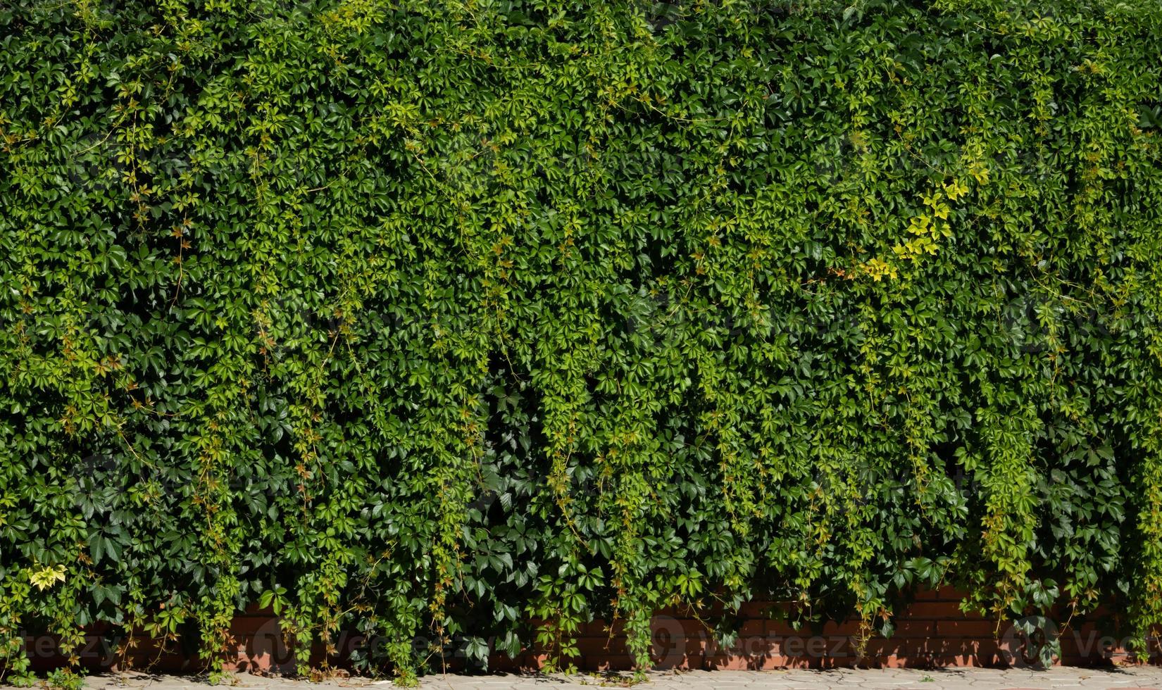 la textura de un seto verde viable. papel tapiz con hojas verdes. fondo de cobertura. la valla de cobertura se toma en primer plano foto