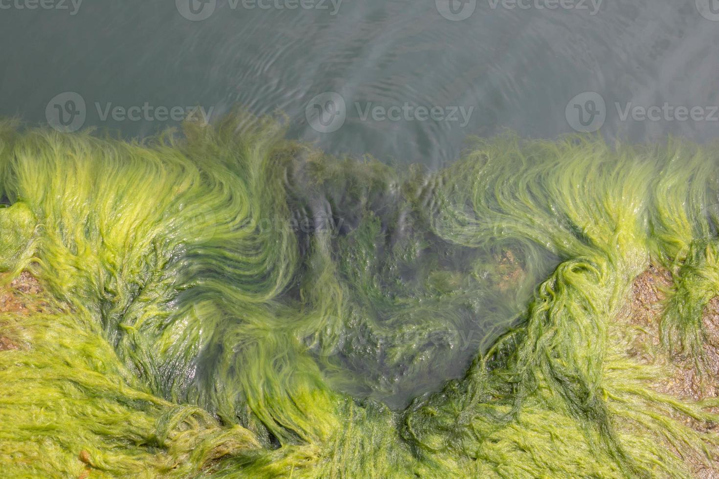 primer plano sobre el fondo de las algas verdes. algas verdes en agua de mar foto