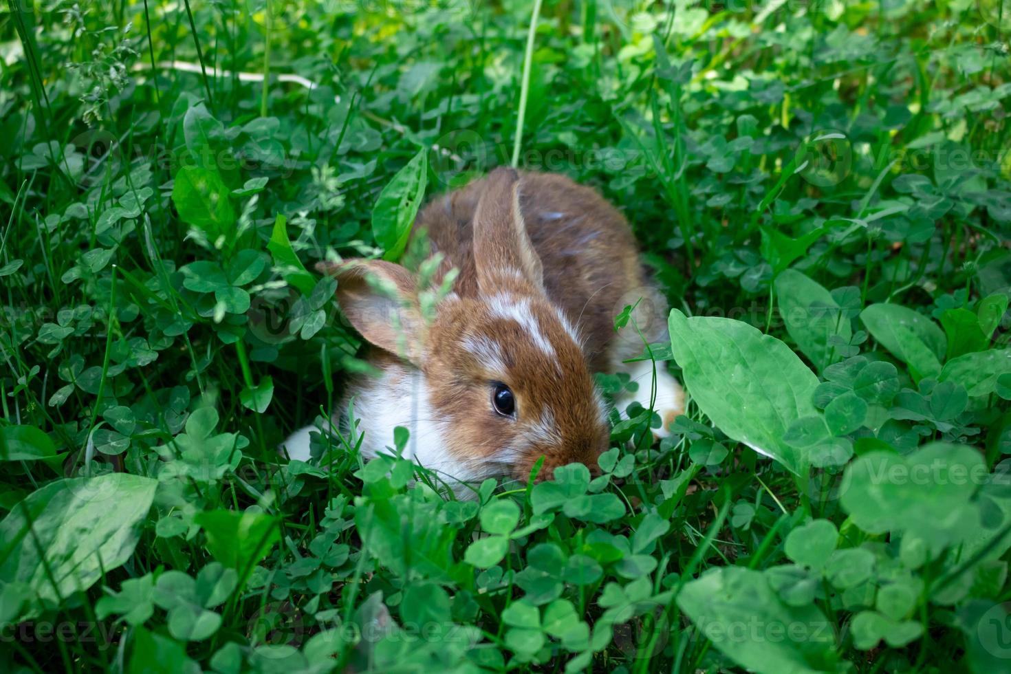 A small brown rabbit hides in the green grass on a bright sunny summer day photo