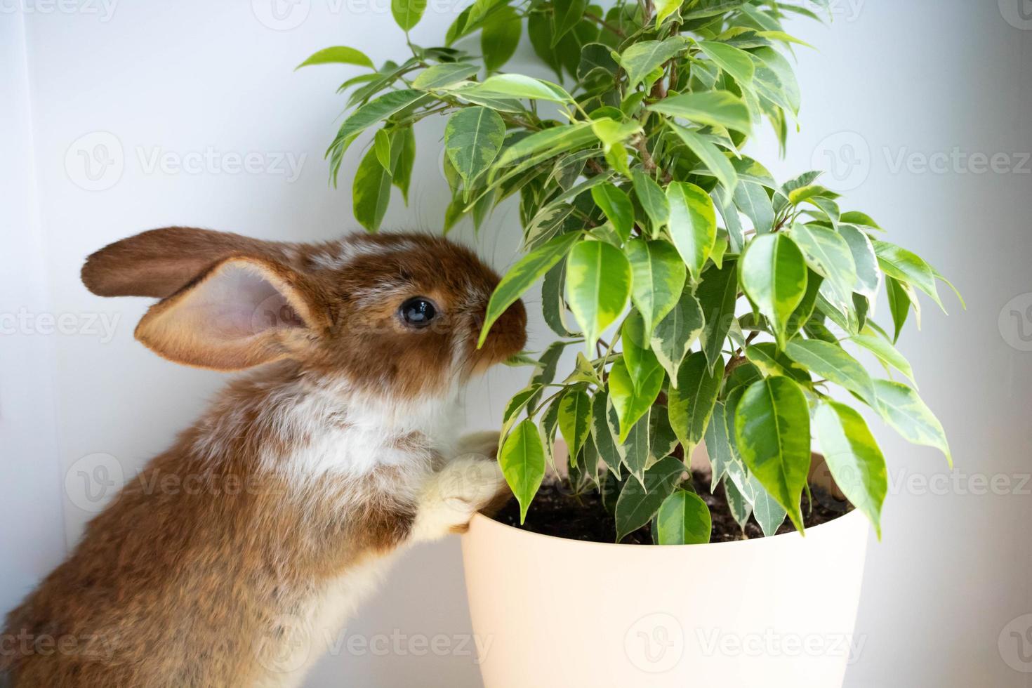 Homemade cute brown rabbit on the windowsill bites a ficus photo