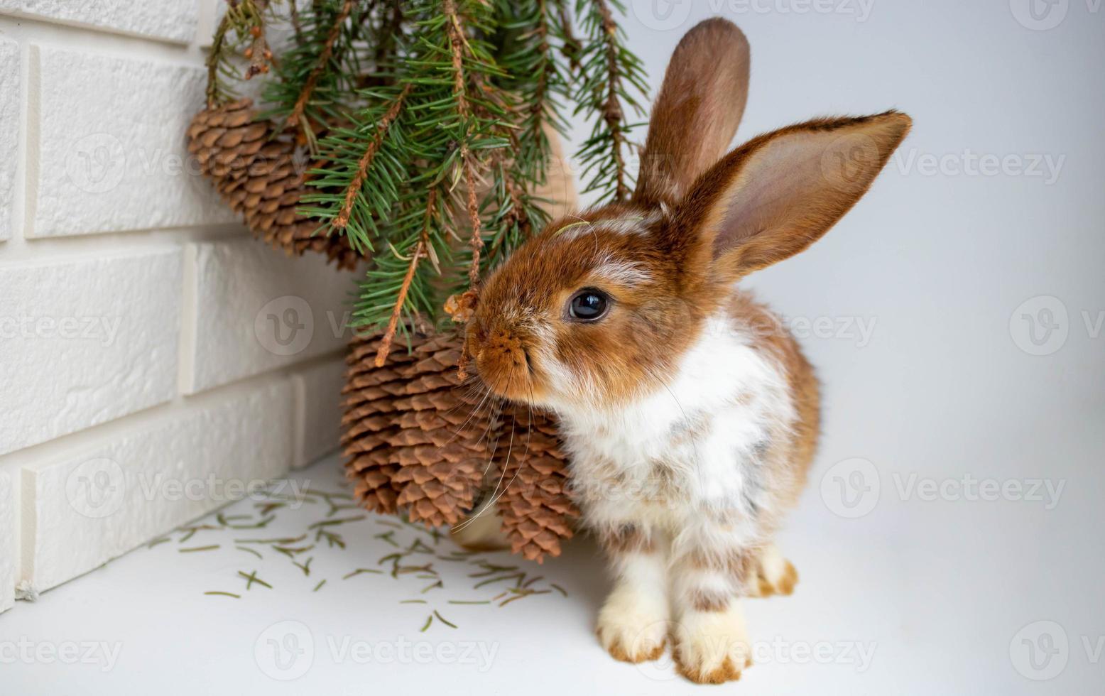 A cute brown rabbit sits near a vase with a bouquet of fir branches with cones. The concept of Christmas, New year, Easter, domestic animal husbandry photo