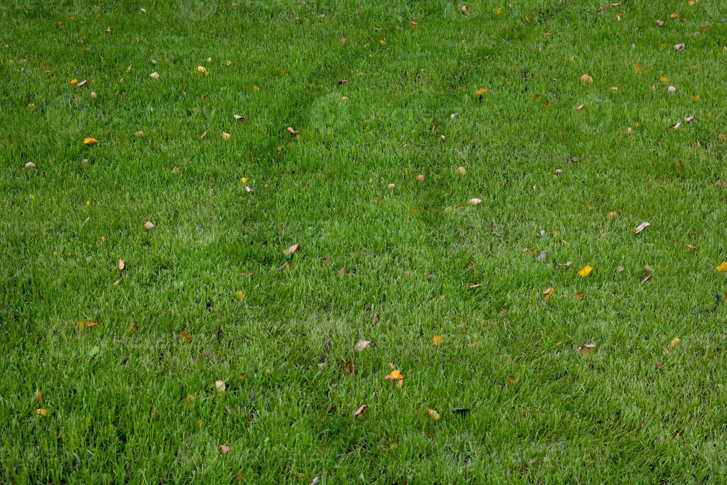 Traces of car wheels on the green grass. Outdoor sunny view of a fresh green lawn with a trace from the wheel of a vehicle. photo