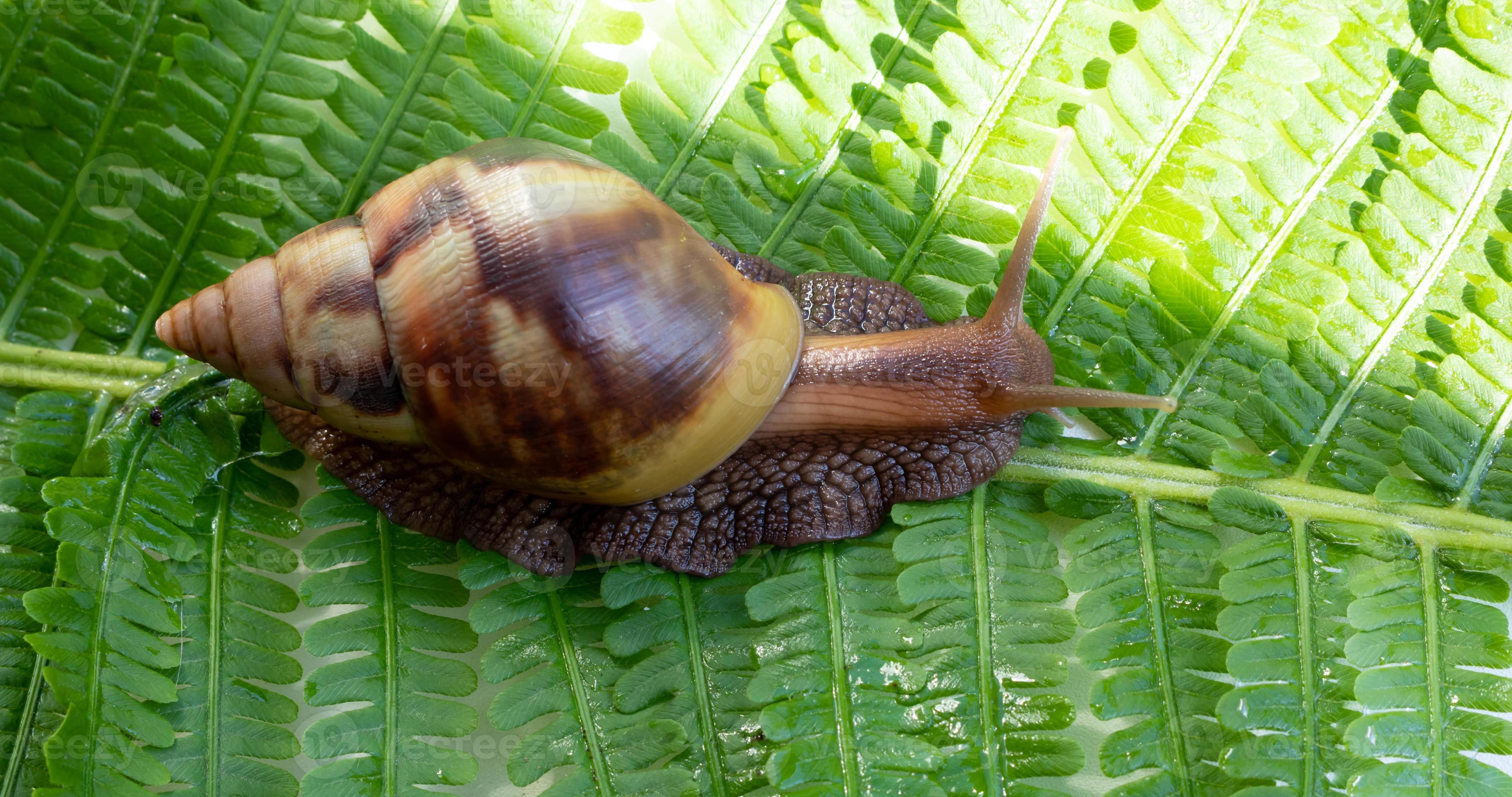 Achatina fulica, a giant snail crawling on a green fern leaf 11350463