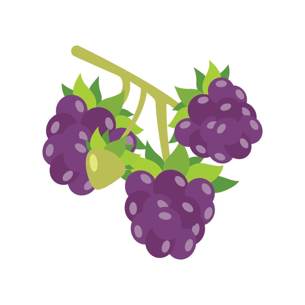 un racimo de uvas moradas con forma plana. ilustración vectorial sobre un fondo blanco vector