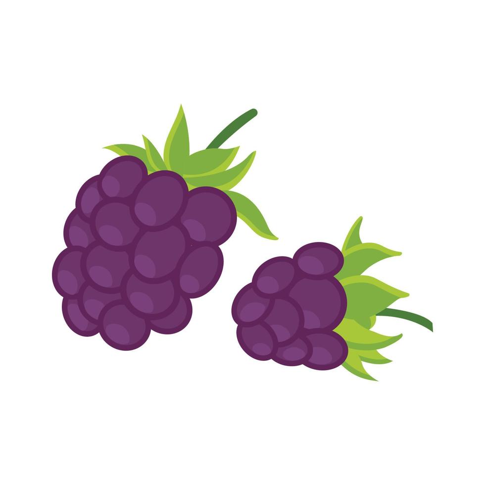 On a white background, blackberries isolated. Flat design of a blackberry vector