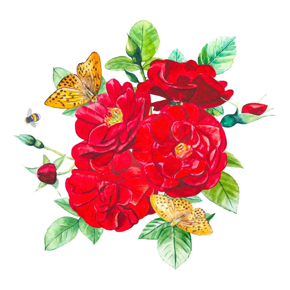 Beautiful bouquet with garden red roses, watercolor card isolated vector