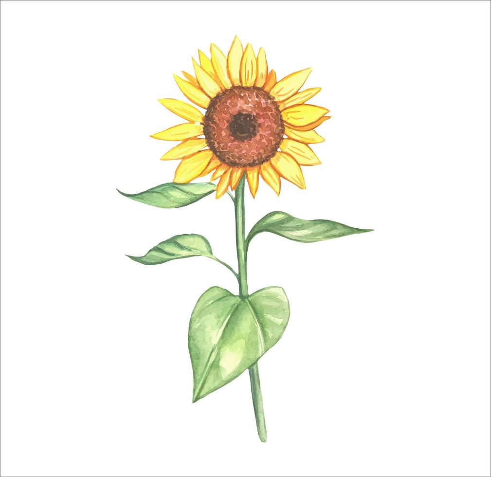 acuarela dibujar a mano girasol vector