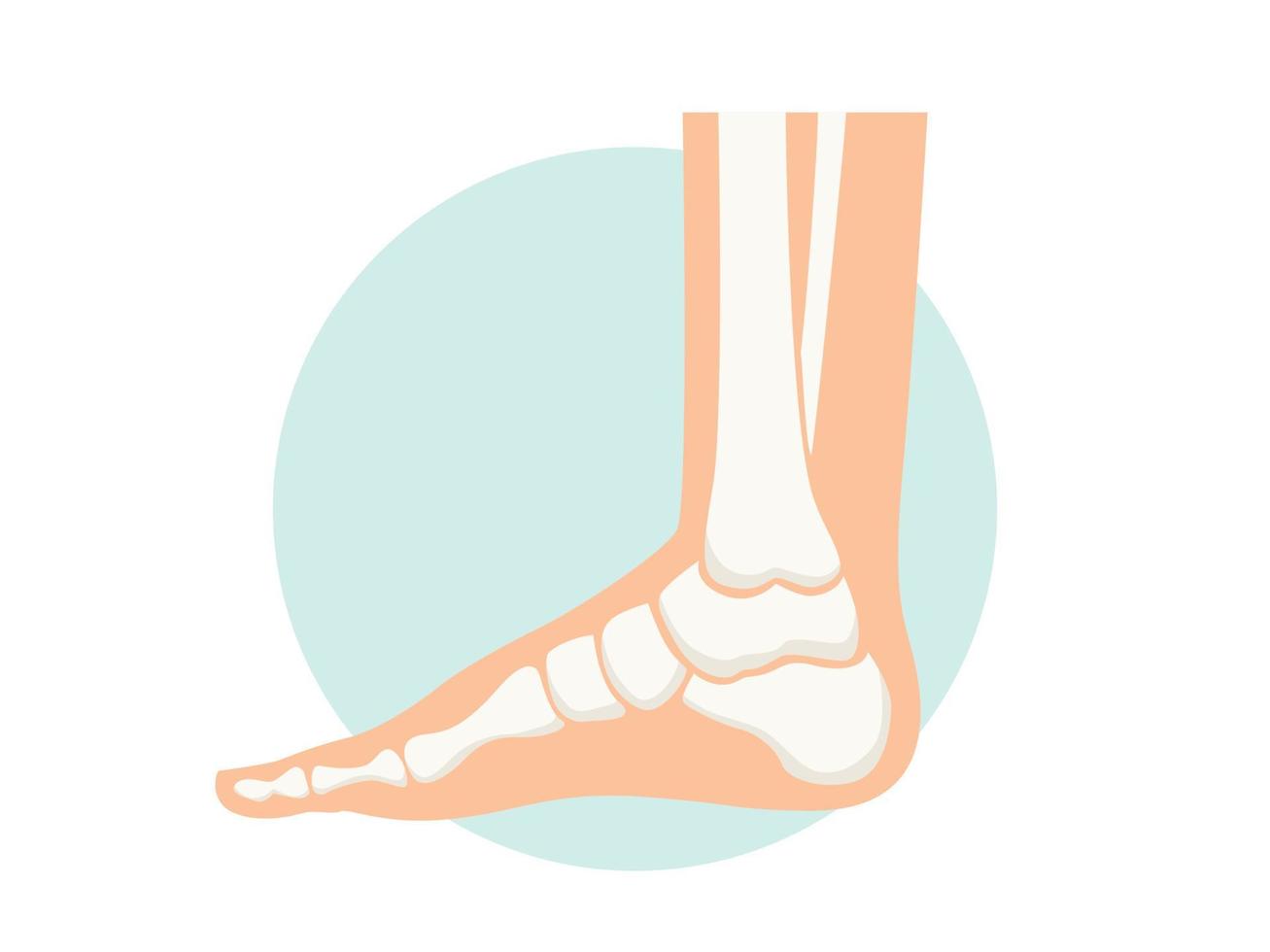 Foot with x-ray bones illustration vector