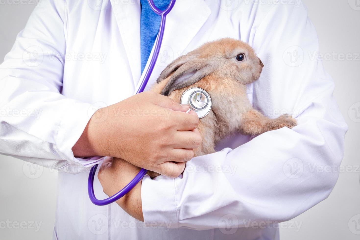 The vet carried the little brown rabbit for a checkup every month. Concept of pets, prevention of germs to humans photo