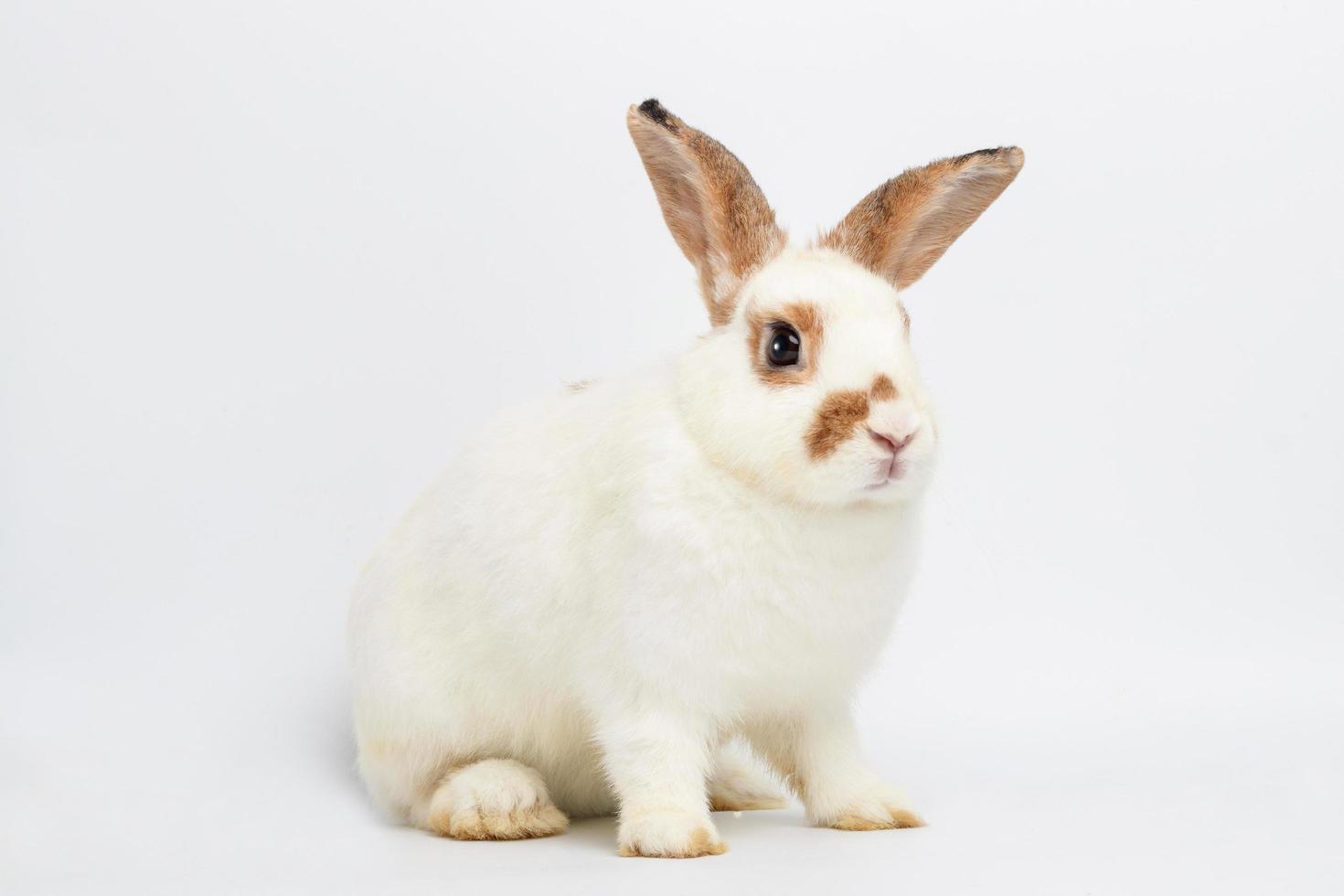 lindo conejito blanco con orejas largas sentado en un piso blanco. es un vertebrado, un mamífero. concepto de pascua. Fondo blanco foto