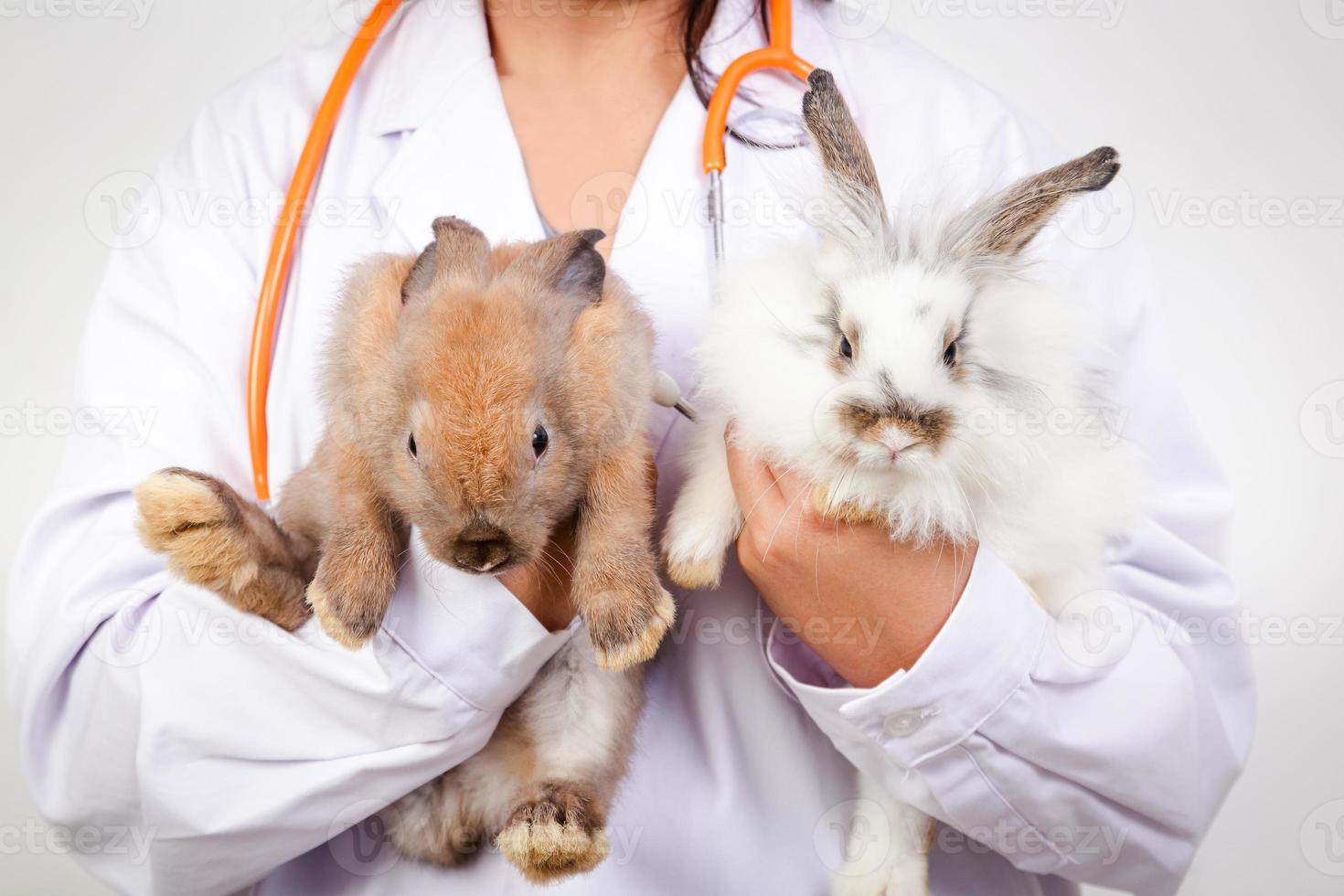 The vet carried the little brown and white rabbit for a checkup every month. Concept of pets, prevention of germs to humans photo