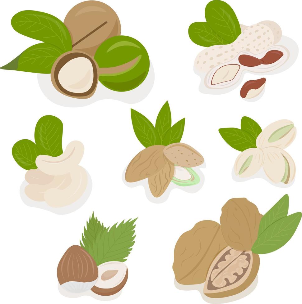 set of various nuts with leaves vector