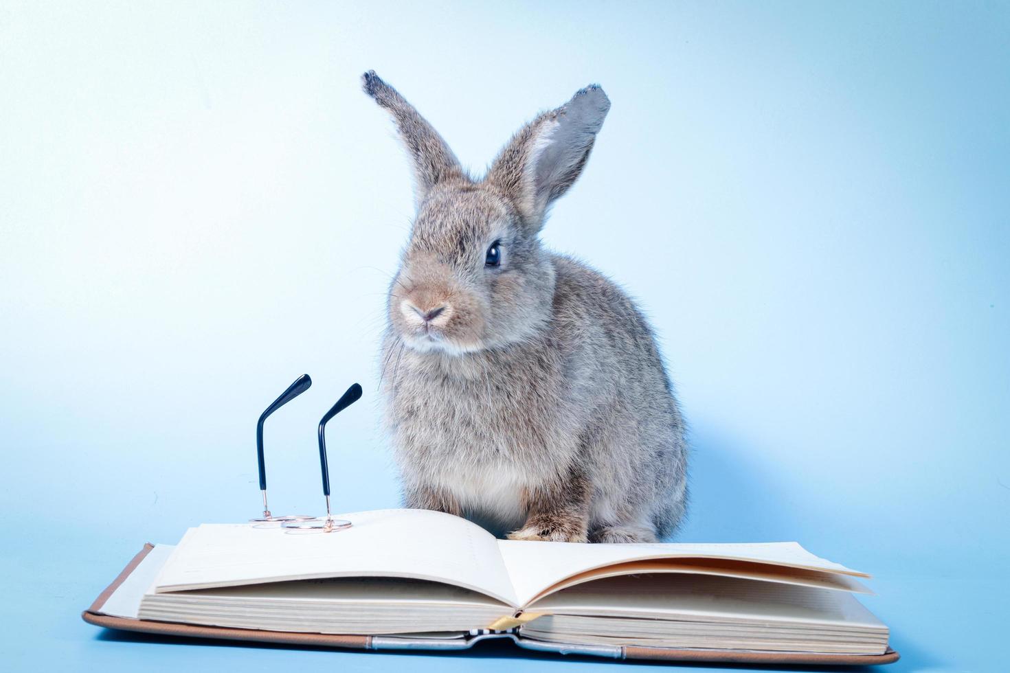 A cute little gray rabbit is reading a book and has a small pair of glasses nearby. On a blue background. Educational concept. Vertebrates are mammals photo