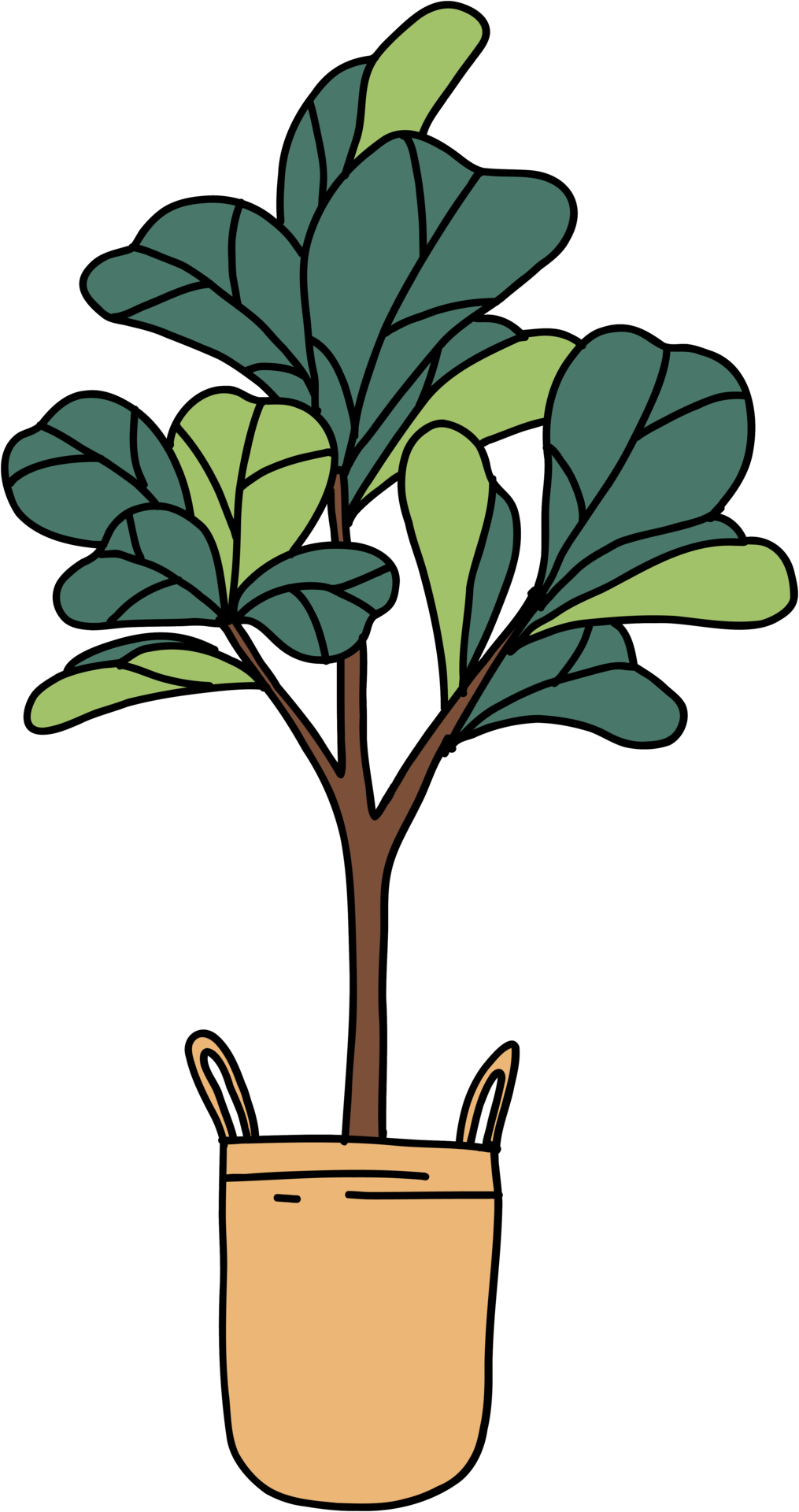 freehand sketch drawing of fiddle leaf fig tree. 11357866 PNG