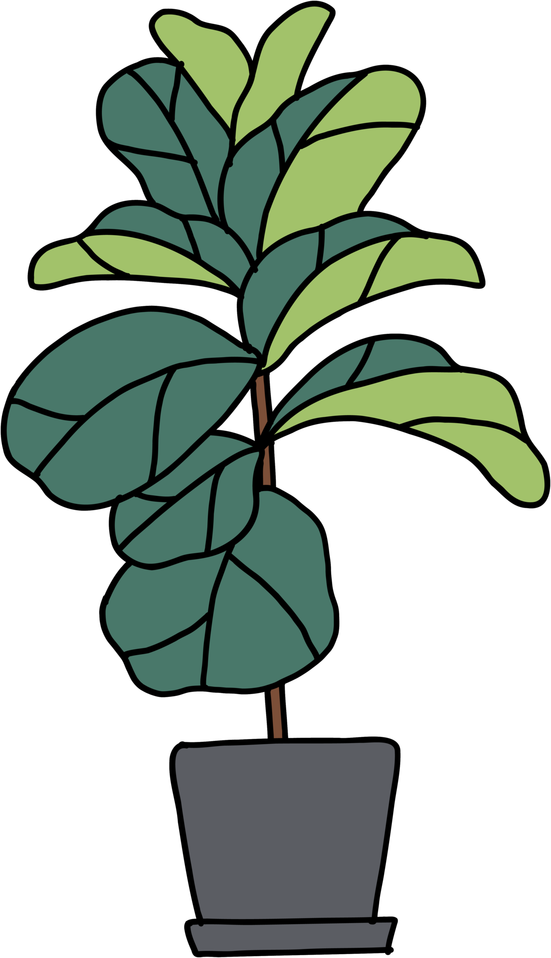 freehand sketch drawing of fiddle leaf fig tree. 11357873 PNG