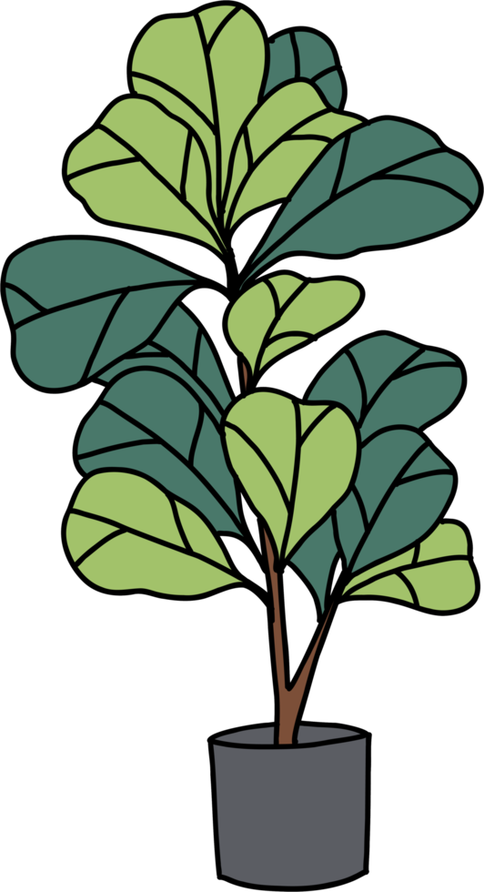 freehand sketch drawing of fiddle leaf fig tree. png