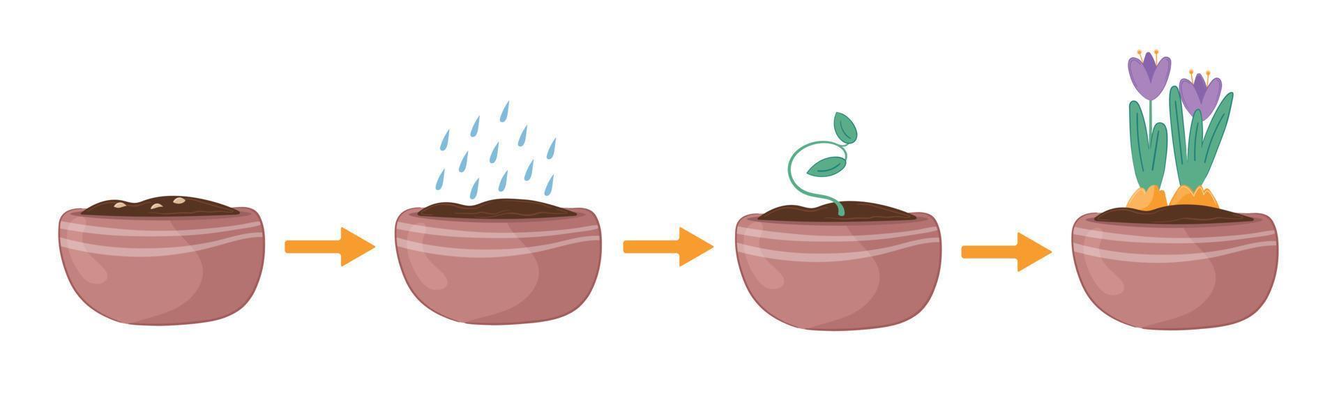 Vector illustration step-by-step instruction haw grow house flowers in a pot.