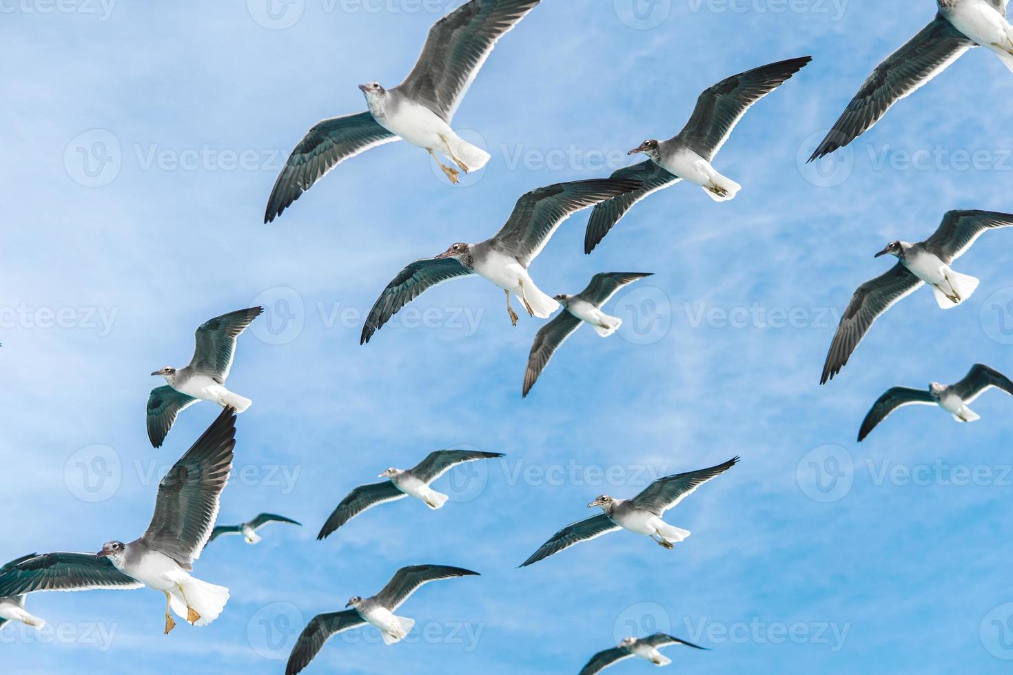 sea gulls in bluu sky photo