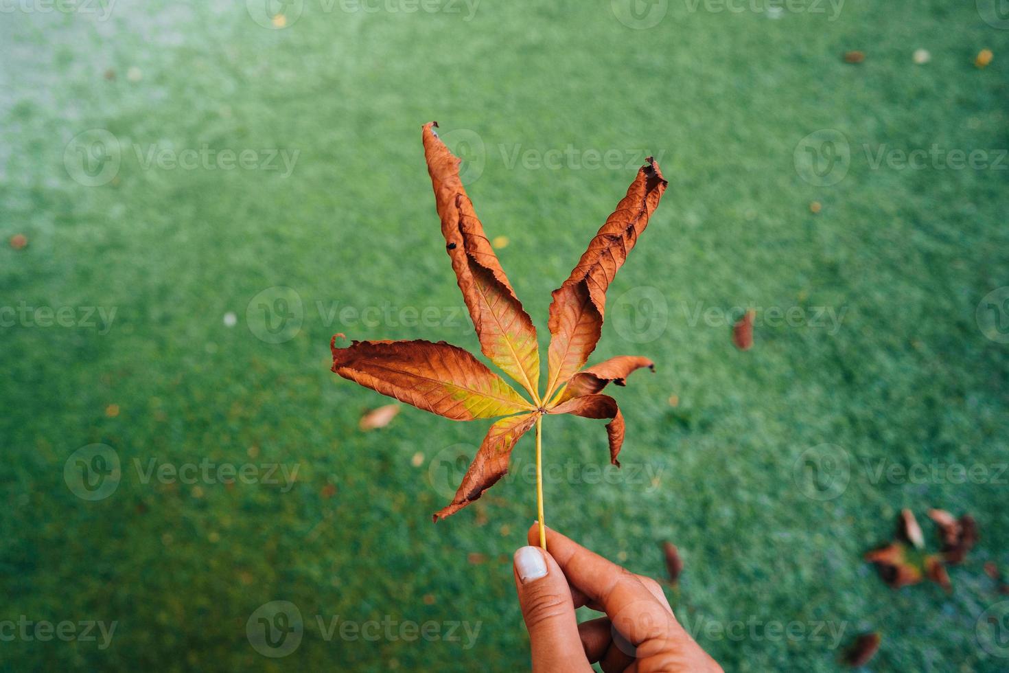 Woman hold nice yellow leaf in hand. photo